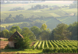french countryside (2)