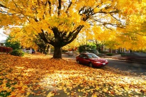 fall colors