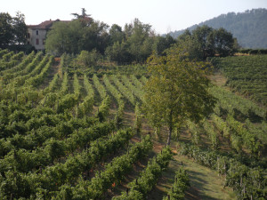 casteggio